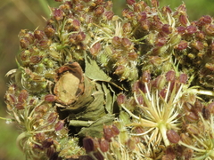 Megachile melanopyga