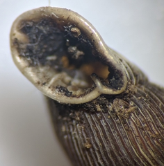 Laciniaria plicata