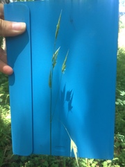 Bromus nottowayanus