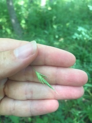 Bromus nottowayanus