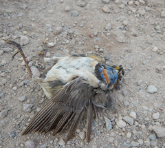Luscinia svecica svecica