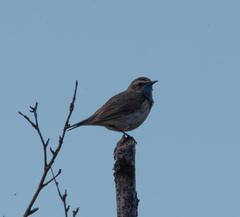 Luscinia svecica svecica
