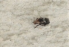 Euparius paganus