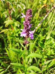 Stachys palustris
