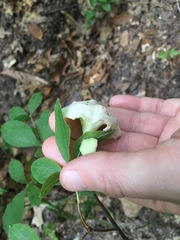 Exobasidium vaccinii