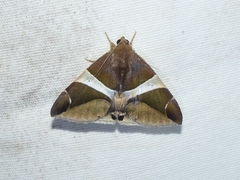 Bastilla praetermissa