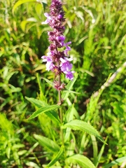 Stachys palustris