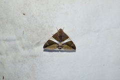 Bastilla praetermissa