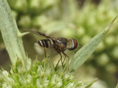 Thyridanthrax elegans