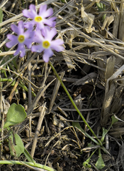 Primula borealis