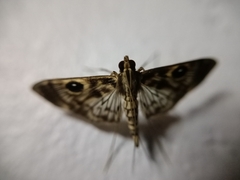 Rhimphalea