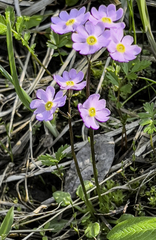 Primula borealis
