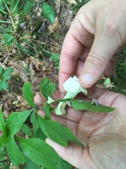 Exobasidium vaccinii