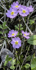 Primula borealis