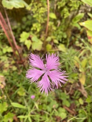 Dianthus longicalyx