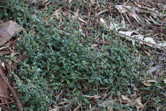 Hypoestes