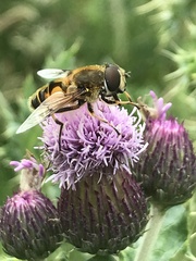 Eristalis horticola