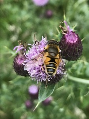 Eristalis horticola