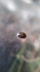 Agroiconota bivittata