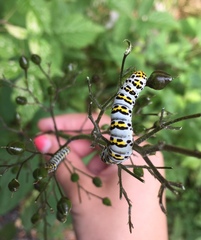 Cucullia scrophulariae