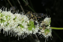 Synanthedon spuleri