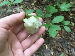 Exobasidium vaccinii