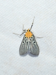 Tyspanodes hypsalis