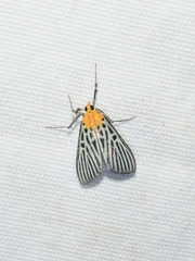 Tyspanodes hypsalis