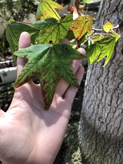 Platanaceae