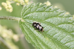 Liocoris tripustulatus