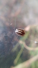 Agroiconota bivittata