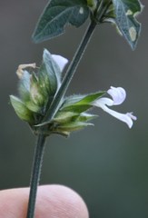 Hypoestes