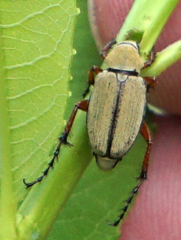 Macrodactylus uniformis