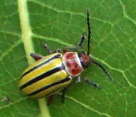 Disonycha pluriligata