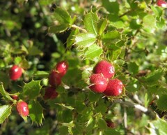 Plagiotrochus quercusilicis