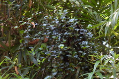 Ficus aurantiaca parvifolia