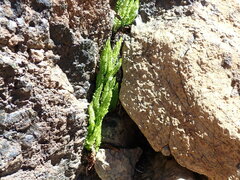 Polystichum lemmonii