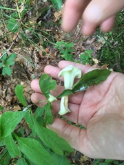 Exobasidium vaccinii