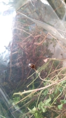 Agroiconota bivittata