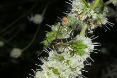 Synanthedon spuleri