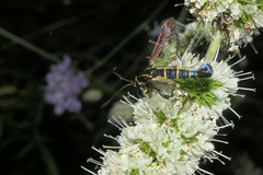 Synanthedon spuleri