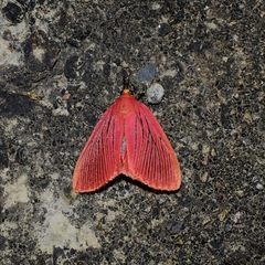 Arctioblepsis rubida