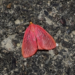 Arctioblepsis rubida