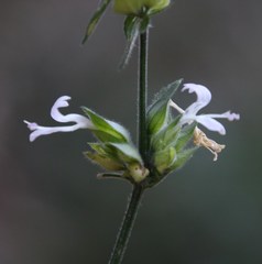 Hypoestes