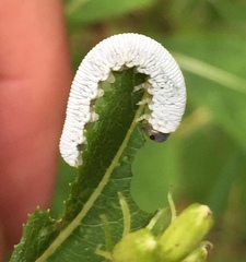 Tenthredo rubricoxis