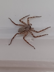 Selenops submaculosus