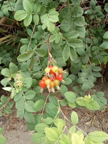 iNaturalist observation photo of California Wild Rose