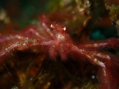 Achaeus japonicus
