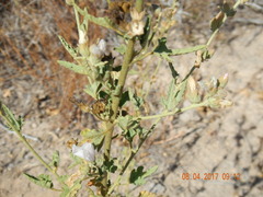 Sphaeralcea axillaris
