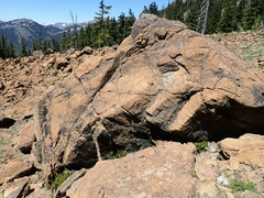Polystichum lemmonii